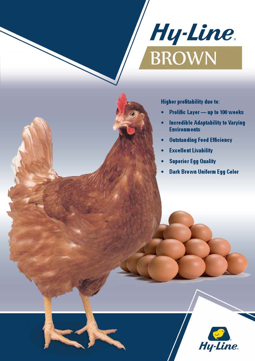 Download Hy Line Brown The World S Most Balanced Brown Egg Layer
